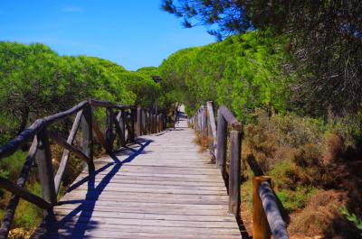 Pasarelas de madera hacia la playa a través de Doñana