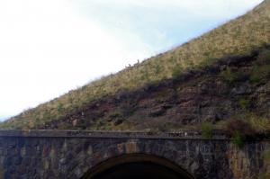 Los corzos habitan aún el valle del Pas a sus anchas