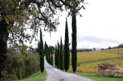 Montalcino es la Patria del vino de Brunello, de excelente calidad
