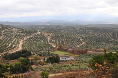 Campo de olivos frente a los cerros de Úbeda