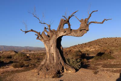 Un árbol en el desierto de Tabernas