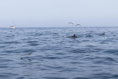 Las gaviotas también comen con los delfines