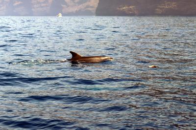 Delfin solitario