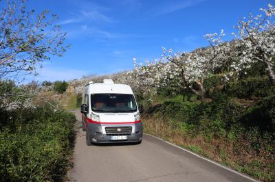 Camino entre campos de cerezo en flor