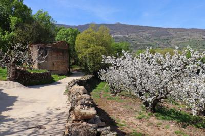 Los cerezos aún florecen en Asperilla