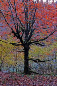 Los 3 colores predominantes en Irati en otoño