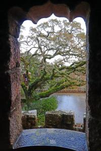 El árbol enigmático desde una ventana