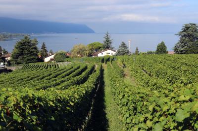 Viñedos en el lago Léman