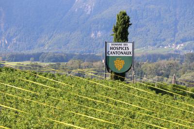 Viñedos en el lago Léman