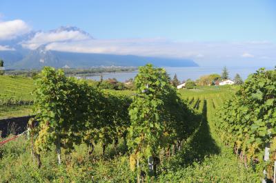 Viñedos en el lago Léman