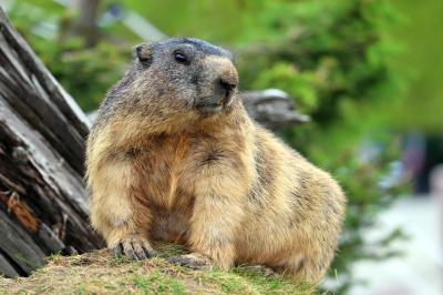 Marmota en el Grimselpass