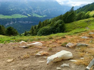 Habitantes de Alpstein 