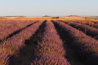 Campos de lavanda en Tiedra