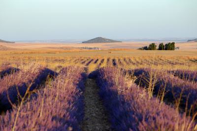 Campos de lavanda en Tiedra