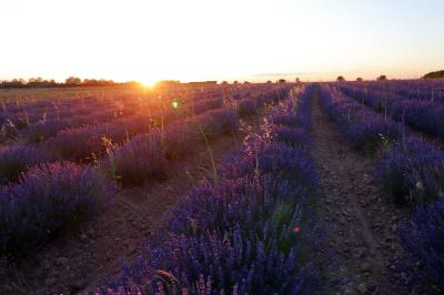Campos de lavanda en Tiedra