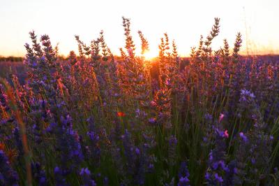 Campos de lavanda en Tiedra