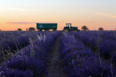 Campos de lavanda en Tiedra