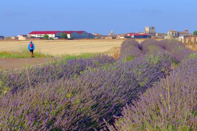 Tiedra en el Camino de Santiago