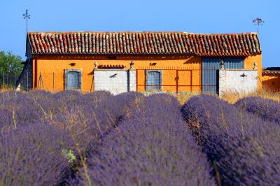 Campos de lavanda en Tiedra