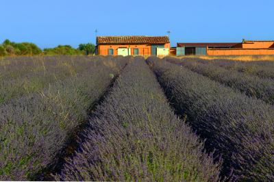 Campos de lavanda en Tiedra
