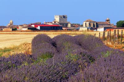 Campos de lavanda en Tiedra