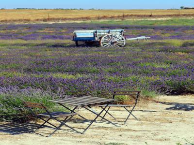 Centro de interpretación de lavanda