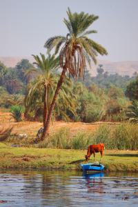 Vida en el Nilo