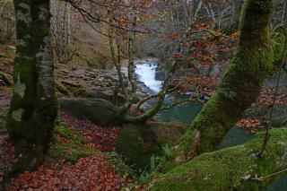 La Selva de Irati en Navarra, senda a la Cascada del Cubo... otro espectáculo de la naturaleza en Irati