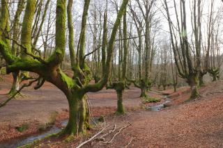 El Hayedo de Otzarreta, el bosque mágico de Euskadi