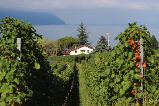 Viñedos en el lago Léman